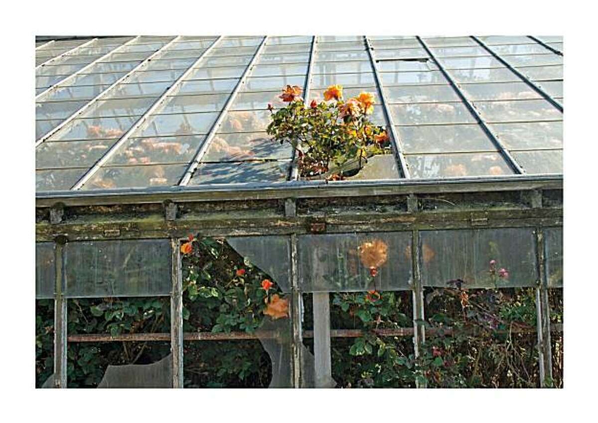 Old Richmond greenhouses captured in photos