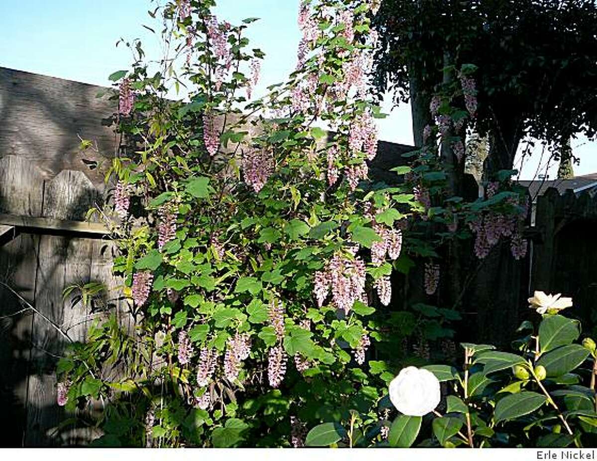 Late winter in the Bay Area offers a surprising variety of choices to the ambitious gardener and one of the most attractive shrubs readily available has the added virtue of being a California native. It?s ribes sanguineum, better known as flowering currant.