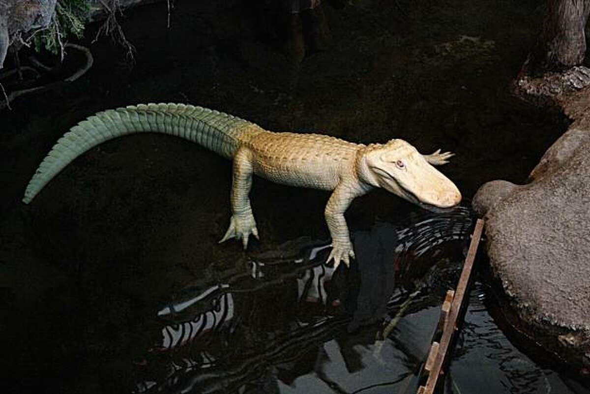 Claude, the albino alligator swims in his swamp at the California Academy of Sciences in San Francisco, Calif. on Sept. 12, 2010. Claude will turn 15 years old on Sept. 15.