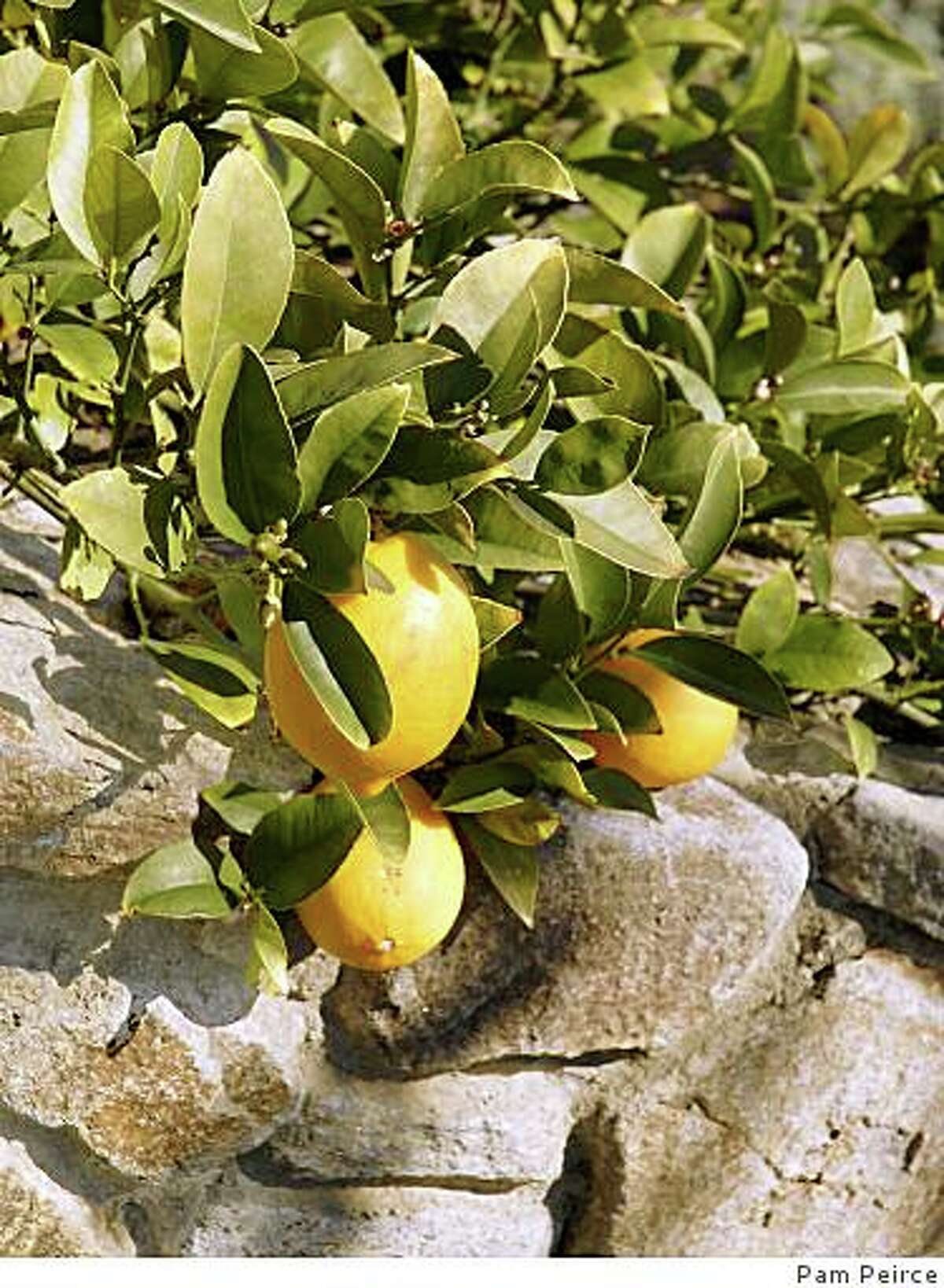 is-it-really-a-meyer-lemon-tree
