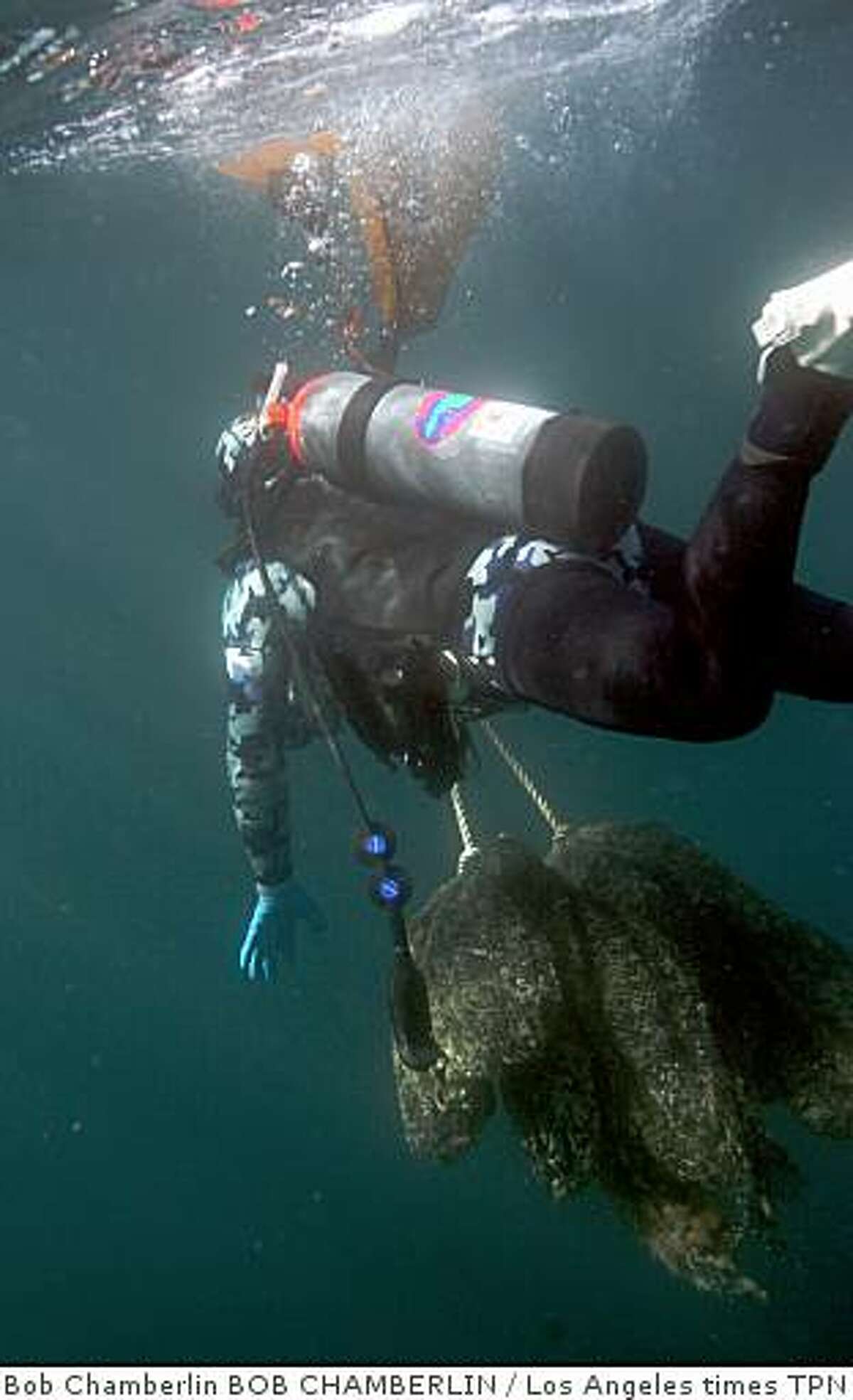 Dive team leader Jason Manix nears the surface with a load as he and other divers work to cut a fishing net off the trawler Infidel, which sank in 2006. Illustrates CATALINA-NET (category a) by Louis Sahagun (c) 2009, Los Angeles Times. Moved Friday, Jan. 16, 2009. (MUST CREDIT: Los Angeles Times photo by Bob Chamberlin.) Dive team leader Jason Manix nears the surface with a load as he and other divers work to cut a fishing net off the trawler Infidel, which sank in 2006. Illustrates CATALINA-NET (category a) by Louis Sahagun (c) 2009, Los Angeles Times. Moved Friday, Jan. 16, 2009. (MUST CREDIT: Los Angeles Times photo by Bob Chamberlin.)