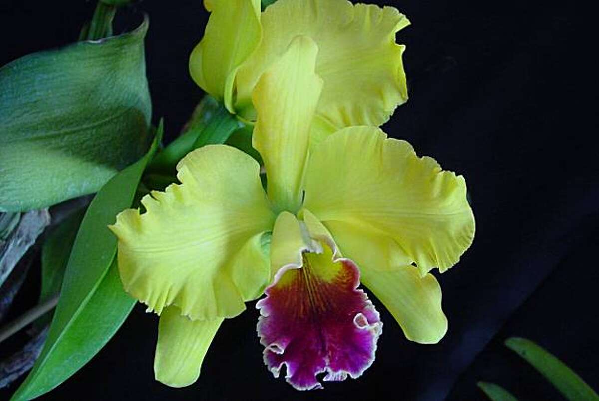 How To Coax An Orchid To Rebloom