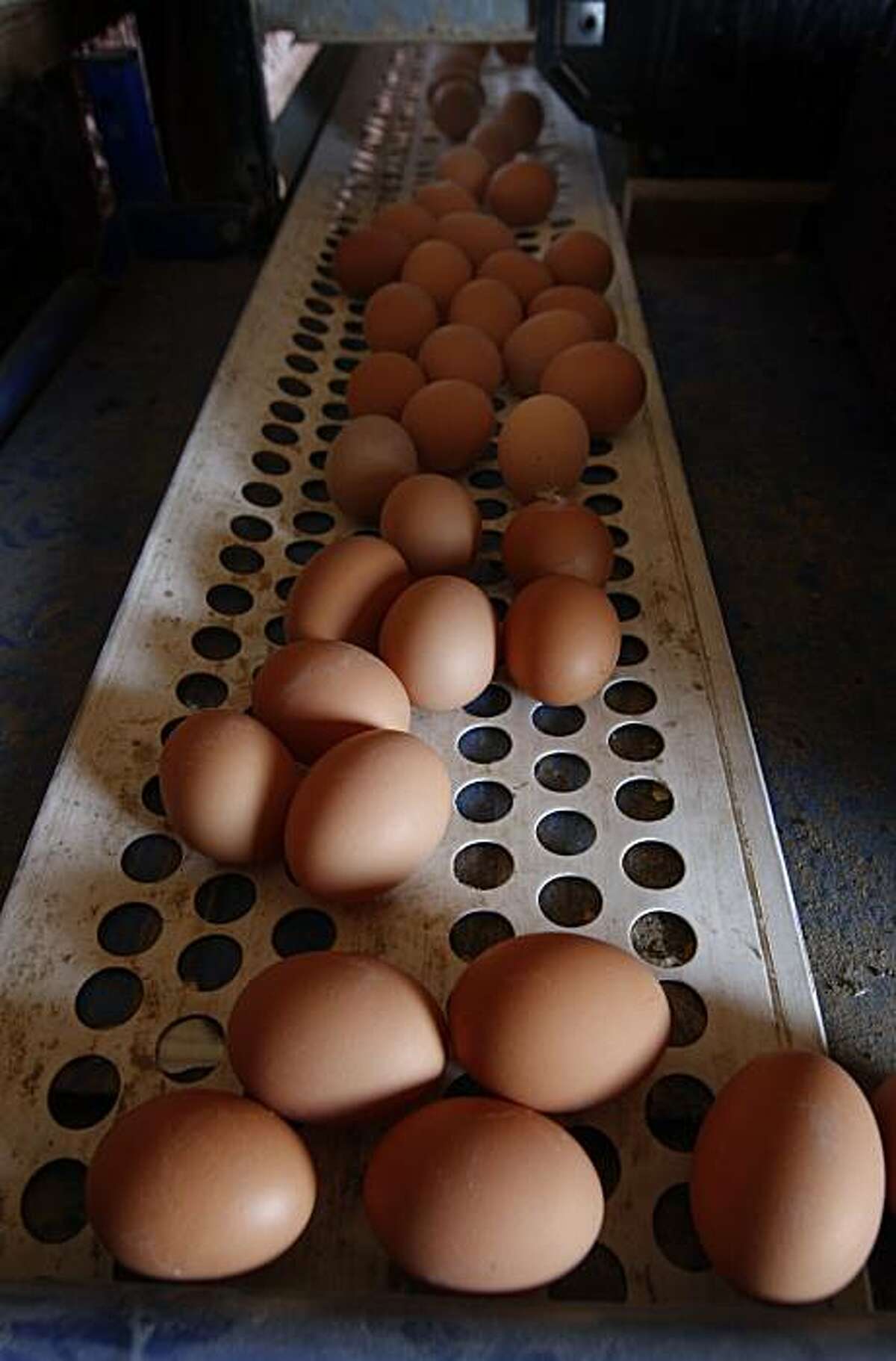 Freshly-laid brown eggs roll down a conveyor belt in an organic hen house at Sunrise Farms in Petaluma, Calif. on Wednesday, Aug. 25, 2010 which produces about a million eggs a day from a hen population of 1.2 million. No eggs produced in California has been recalled because the salmonella scare.