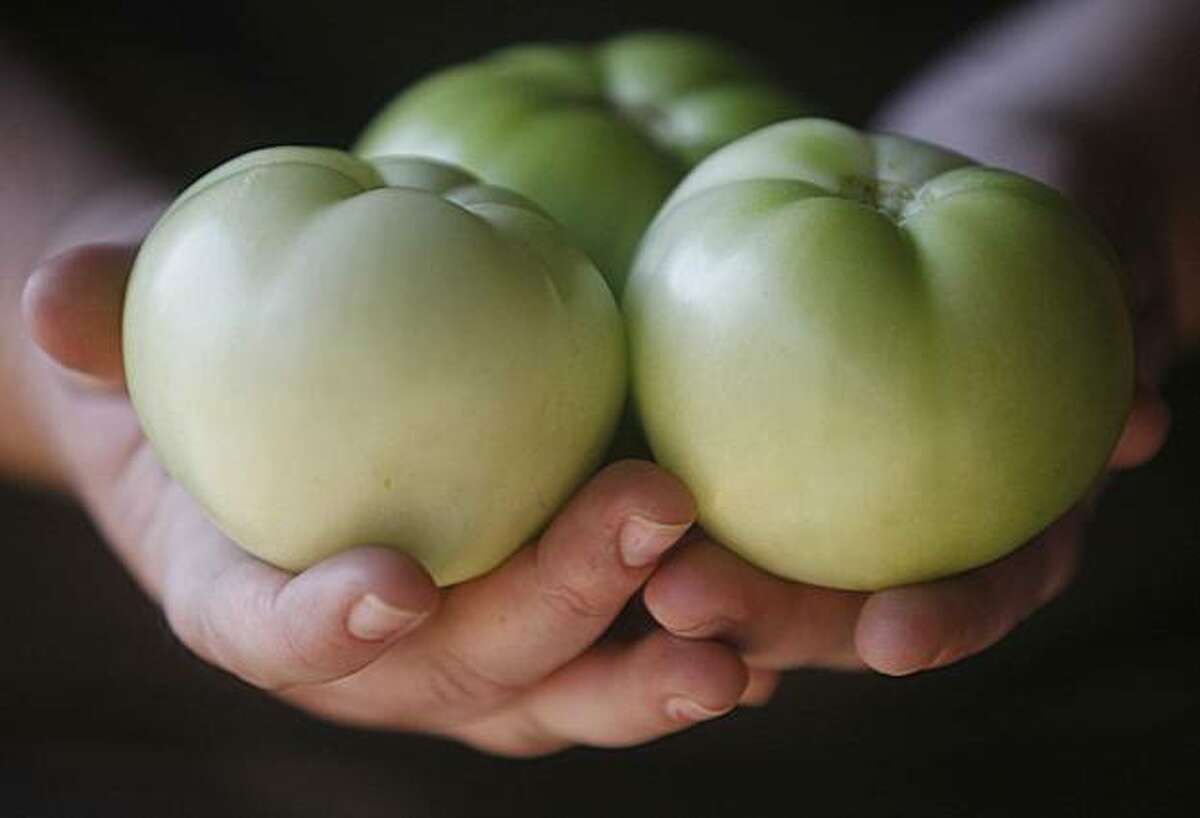 Mature green tomatoes. photo by Mike Kepka