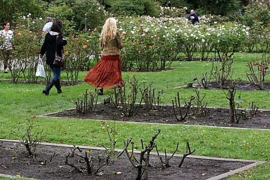 32 Rose Plants In Golden Gate Park Vandalized Sfgate