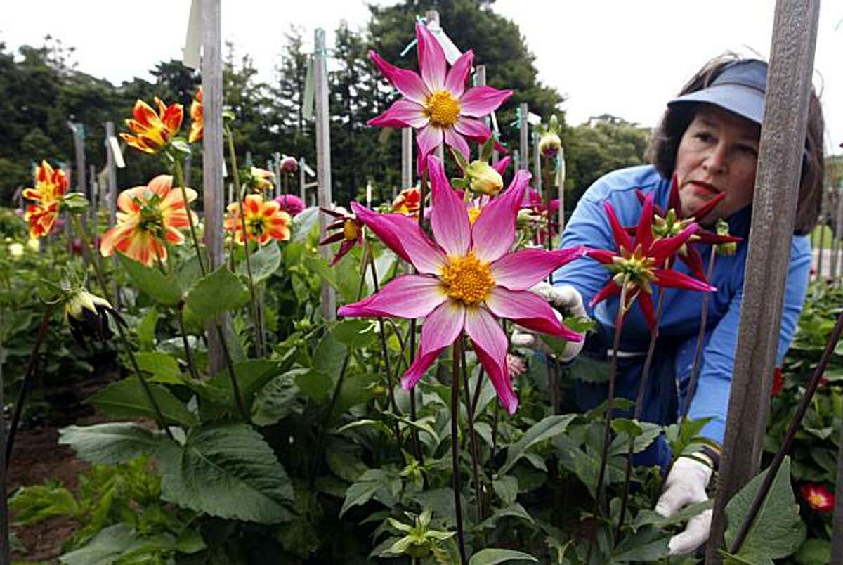Deborah Dietz works on a Midnight Star Dahlia plant Saturday July 24, 2010. The Dahlia Dell in San Francisco Golden Gate Park is in full bloom, drawing crowds from as far away as Sacramento. The flowers will bloom now through November and are located just steps away from the Conservatory of Flowers.