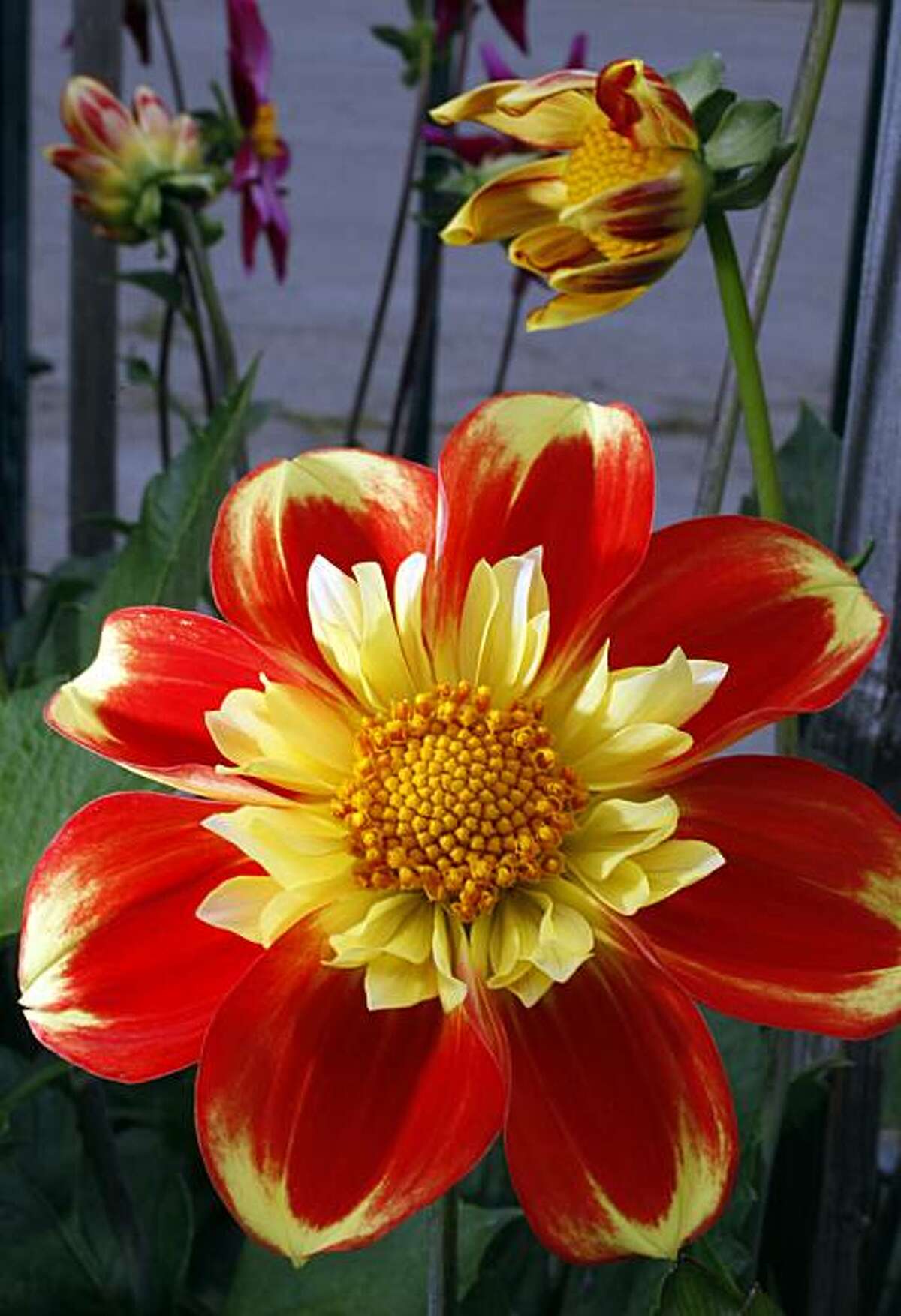 Hello, dahlia! S.F.'s official flower in bloom