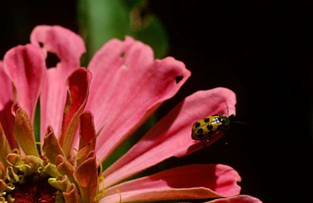 The 1/4" long western spotted cucumber beetle flies to gardens to feast on flowers and vegetables. It is difficult to manage by organic means. Not a "green lady bug" but a western spotted cucumber beetle, this insect feeds en mass and is dfficult to control.