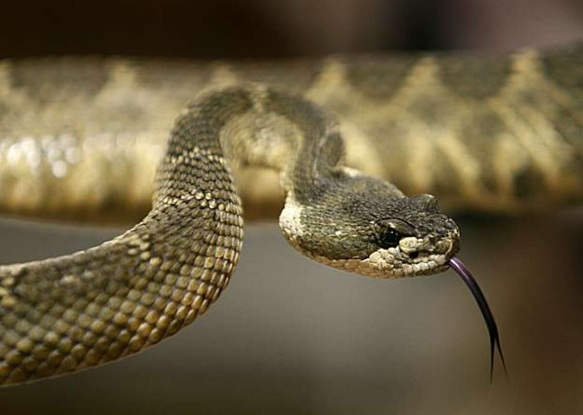 Rattlesnakes season is back in the Bay Area here's how to spot them