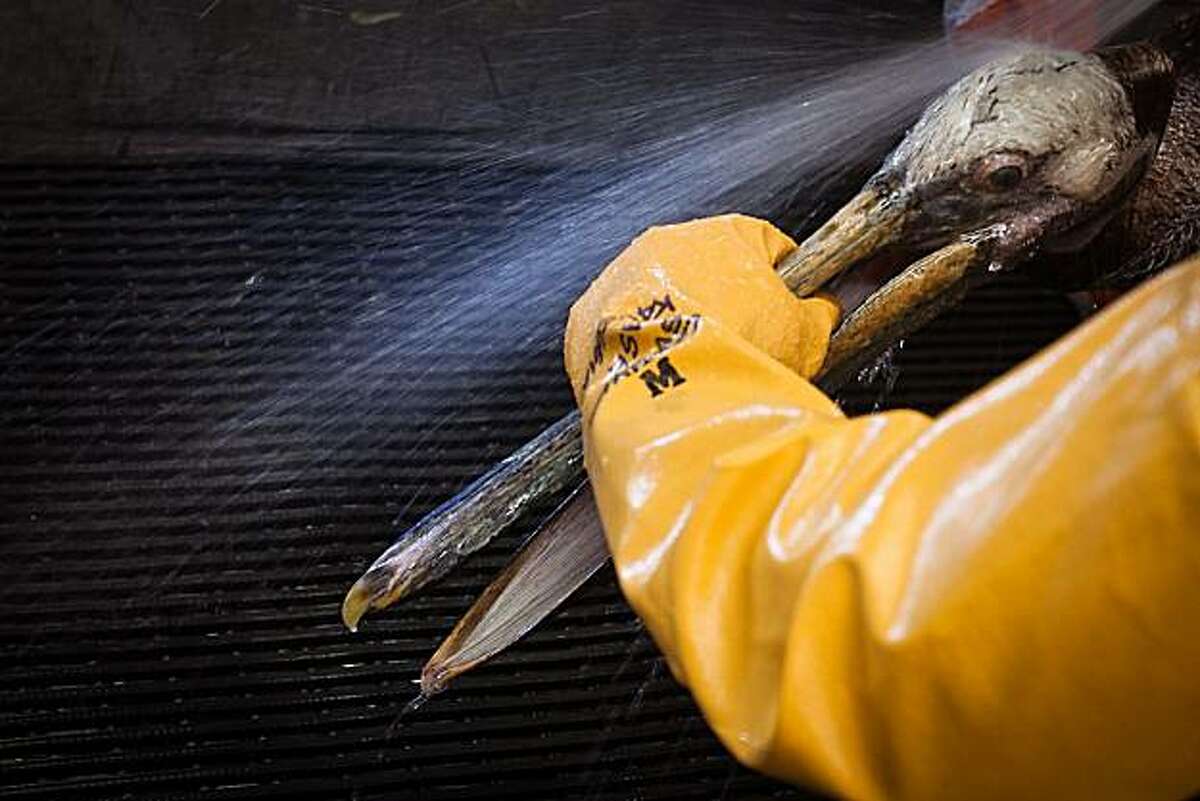 A Brown Pelican is rinsed during cleaning at the Fort Jackson Bird Rehabilitation Center on Wednesday, June 23, 2010, in Buras, Louisiana. ( Smiley N. Pool / Houston Chronicle )