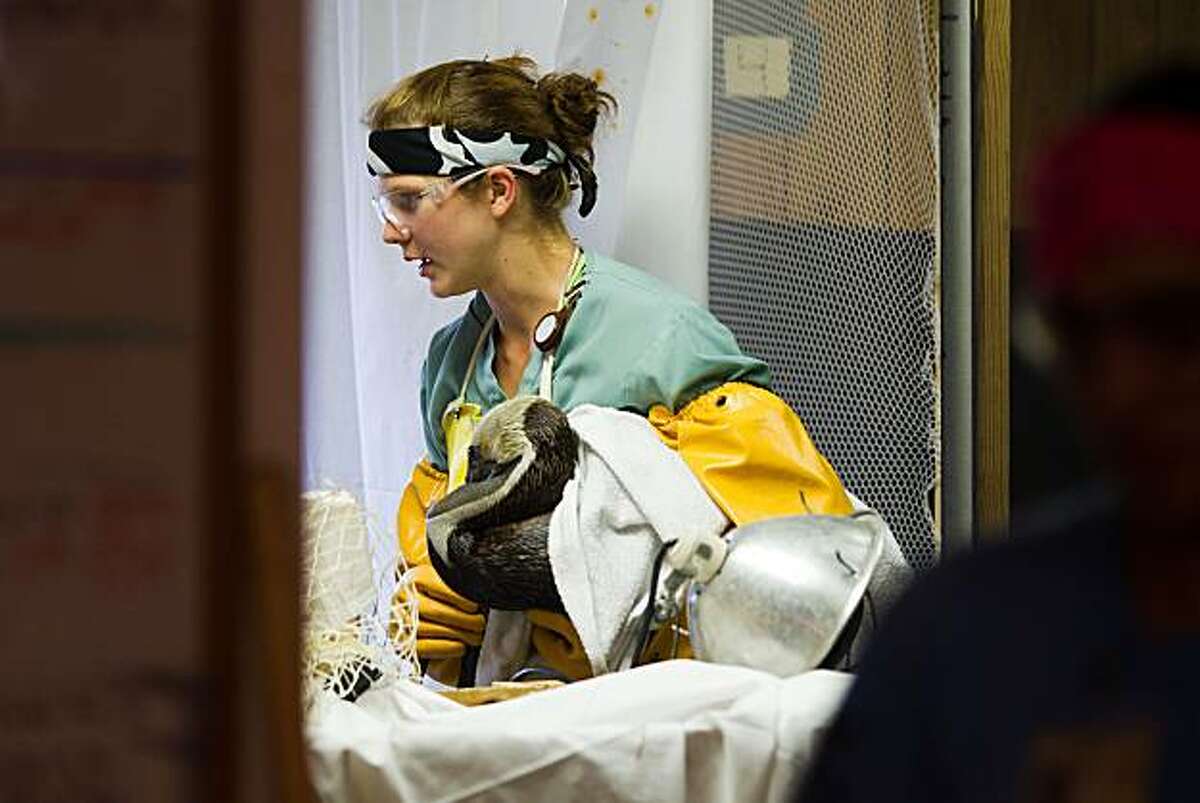 Melanie Reed of Baton Rouge, Louisiana carries a Brown Pelican to a drying area after cleaning the oiled bird at the Fort Jackson Bird Rehabilitation Center on Wednesday, June 23, 2010, in Buras, Louisiana. ( Smiley N. Pool / Houston Chronicle )