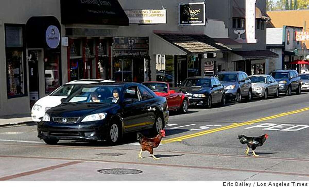 In Fair Oaks, the chickens truly are free range