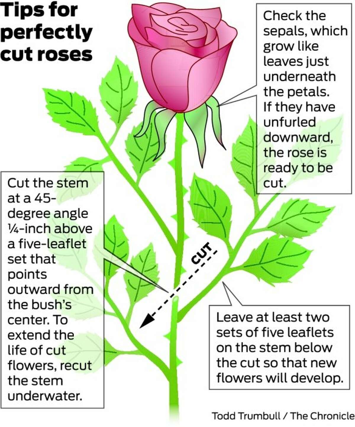 Rosarian's secrets to cut roses that last