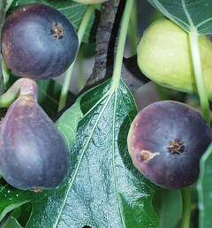 Hot figs to grow in cool places