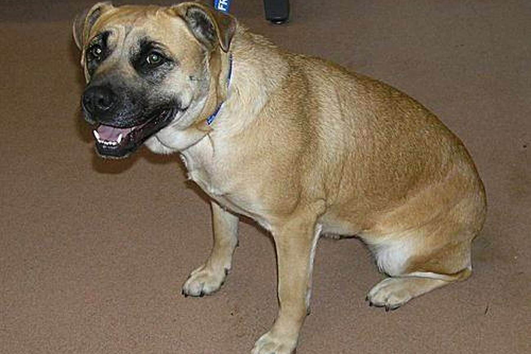 Why Do Neutered Dogs Attack Unneutered Dogs