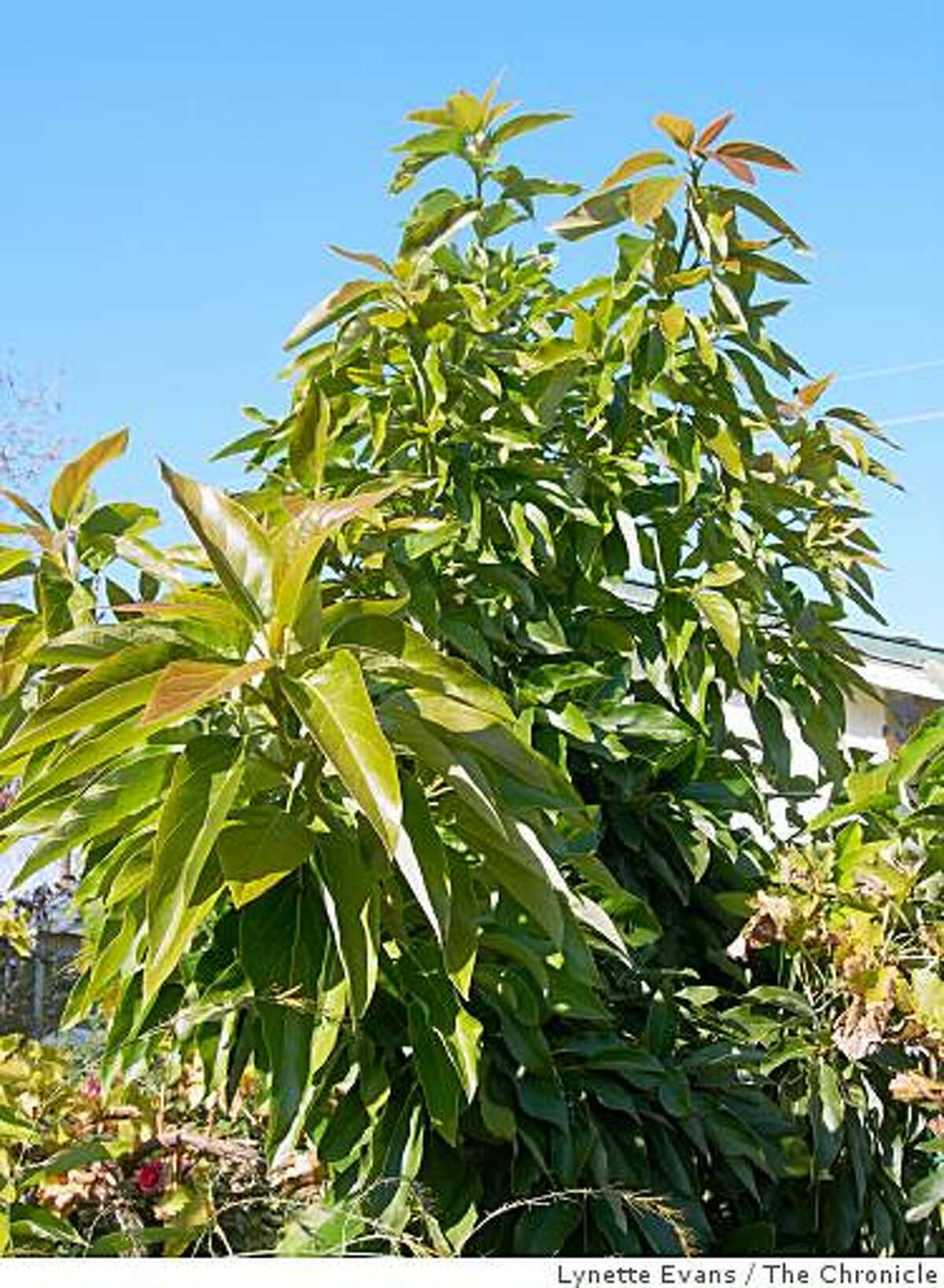 Urban farmers ask: Where are my avocados?
