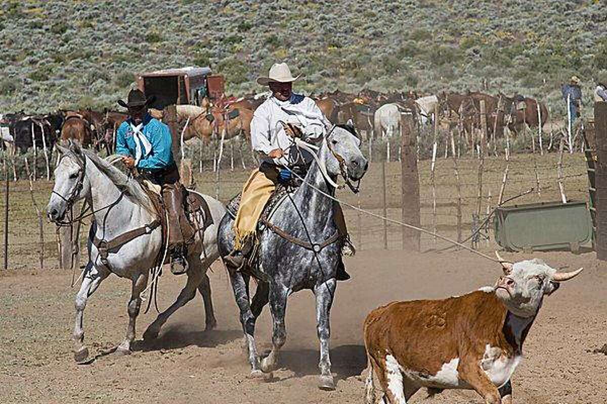 Cowboy, Rodeo, Trail Riding & Herding