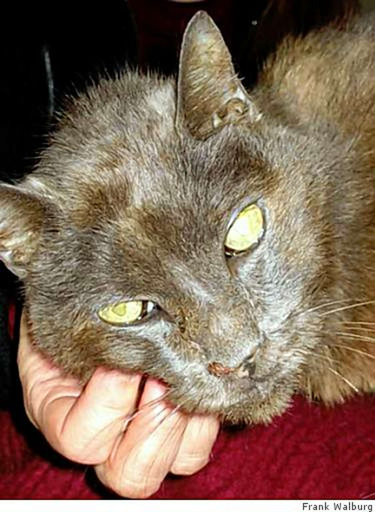 George the cat was reunited with family after 13 years.