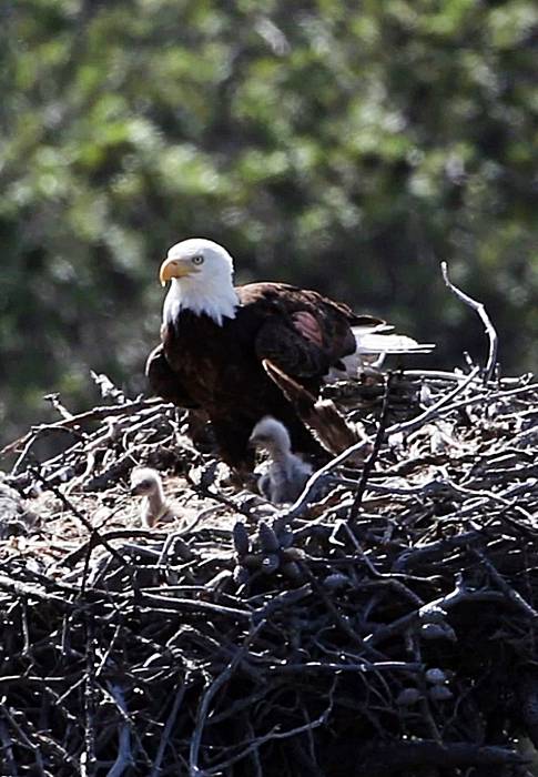 Bald eagle chicks hatched on Channel Islands