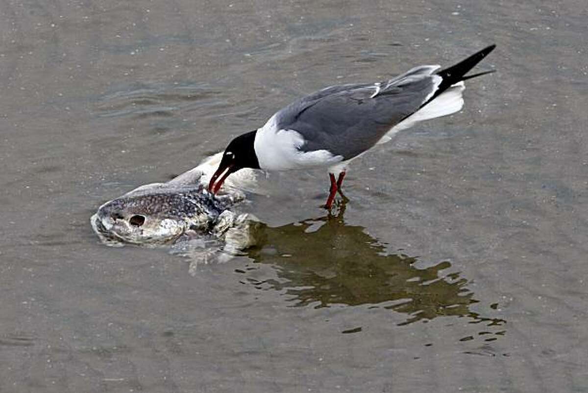 A seagull feeds on a dead fish as clean-up efforts continue nearby for the BP Plc Deepwater Horizon drilling rig oil spill in Grand Isle, Louisiana, U.S., on Tuesday, May 25, 2010. BP Plc began its top kill attempt to plug the month-long leak from the Macondo oil well, which has poured millions of gallons of oil into the Gulf of Mexico and soiled at least 70 miles (113 kilometers) of coastline. The spill has cost BP $760 million, the company said. Photographer: Derick E. Hingle/Bloomberg