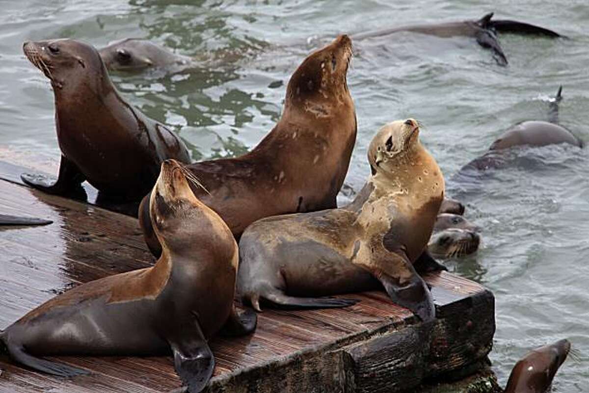 Pier 39, hundreds of sea lions mark 20 years