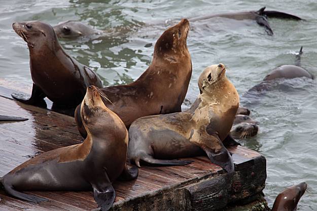 Sea lions at Pier 39 in San Francisco: 30 Years Later - The New York Times