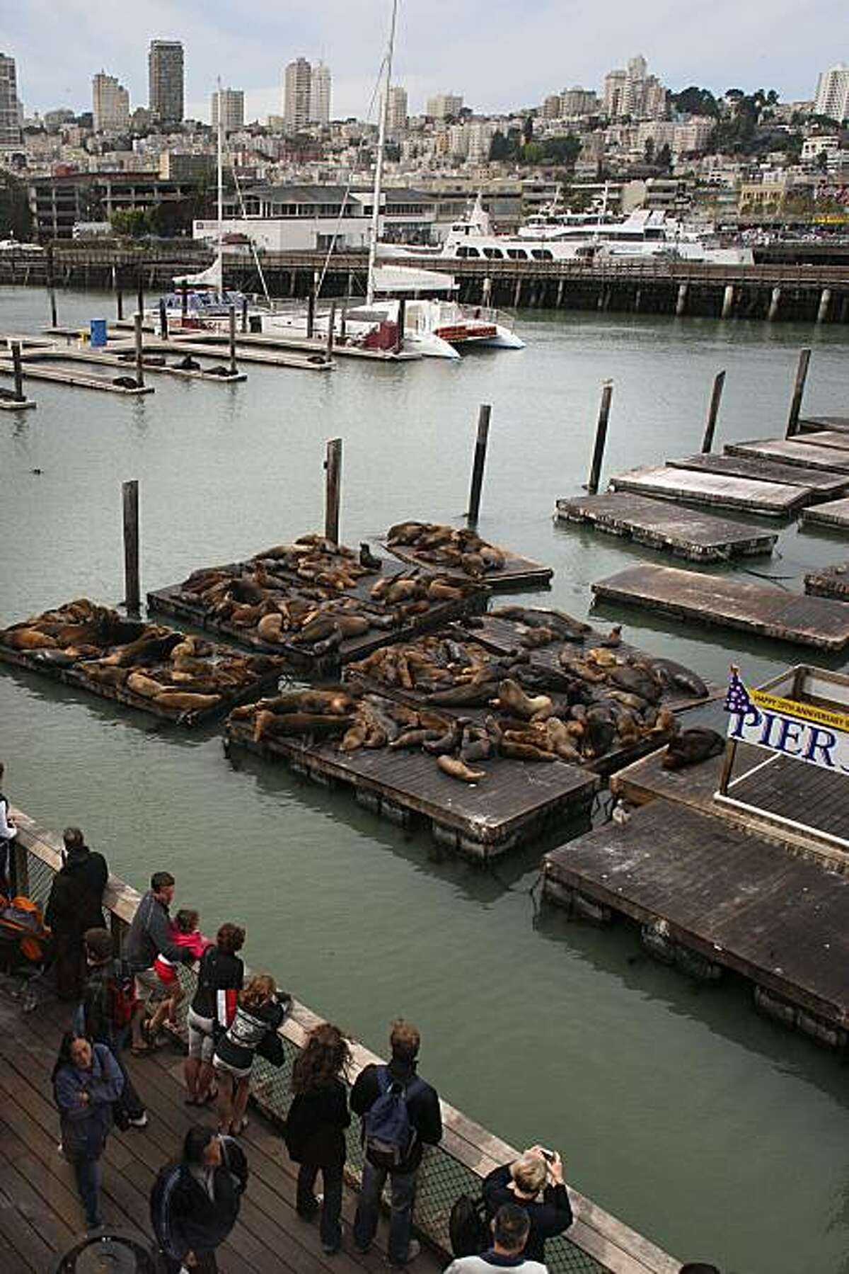 Pier 39, hundreds of sea lions mark 20 years