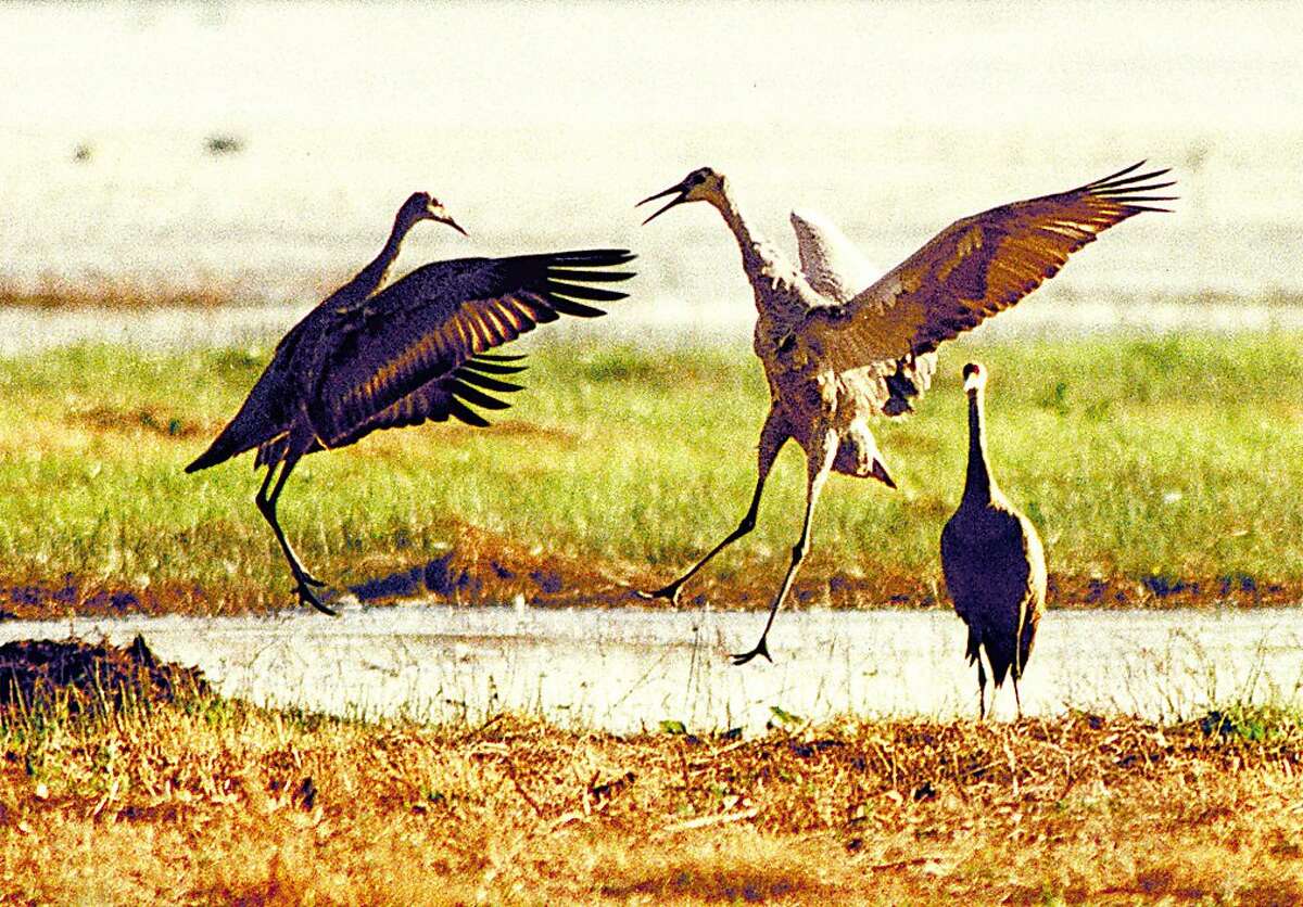 Two sandhill cranes do what appears to be a dance while roosting at the Woodbridge Ecological Preserve near Lodi, Calif., Oct. 11, 1999. This weekend's Sandhill Crane Festival pays homage to the threatened bird species that migrates from breeding grounds in Northern California and southern Oregon to the Central Valley every year in late September. (AP Photo/The Record, Clifford Oto) SF CHRONICLE SLUG: LODI)_02