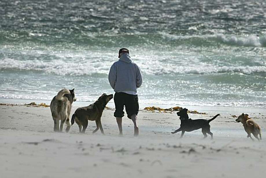 Carmel It's a dog's world SFGate