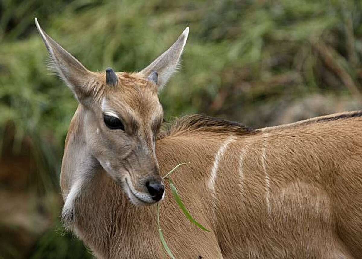 First baby antelope born at Oakland Zoo