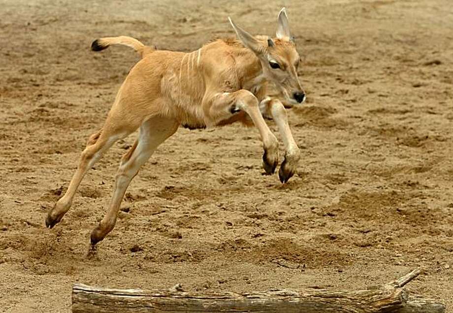 First baby antelope born at Oakland Zoo - SFGate