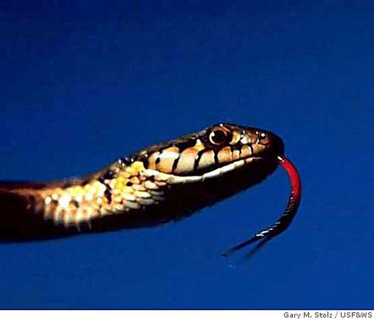 NASA Snake.