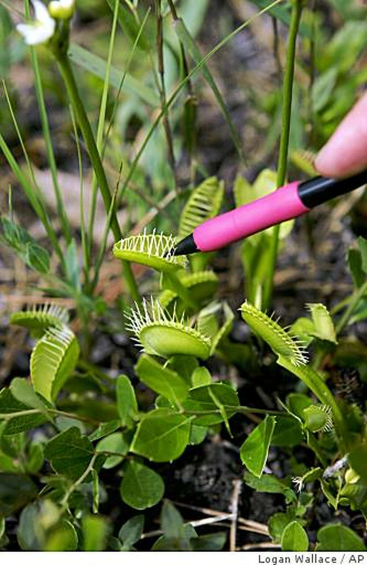 Sprawl, poaching chomp at venus flytrap