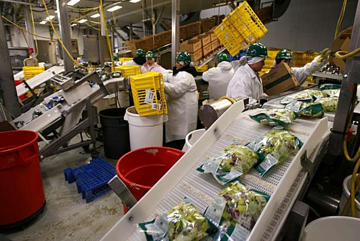 ORGANIC03_792_cl.JPG Story on organic farms. This is Earthbound Farm in San Juan Bautista owned by Drew and Myra Goodman. Photo of the salad lettuce being packaged. Craig Lee / The Chronicle