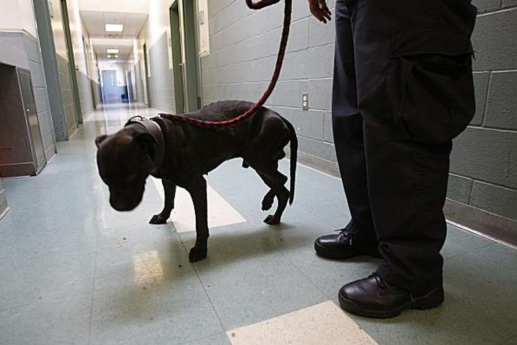 supreme court judgement on animal cruelty