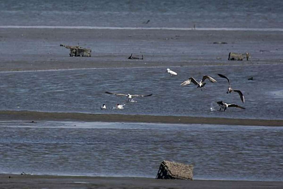 Birds gather on the wetlands in South San Francisco, Calif. on Thursday April 22, 2010.