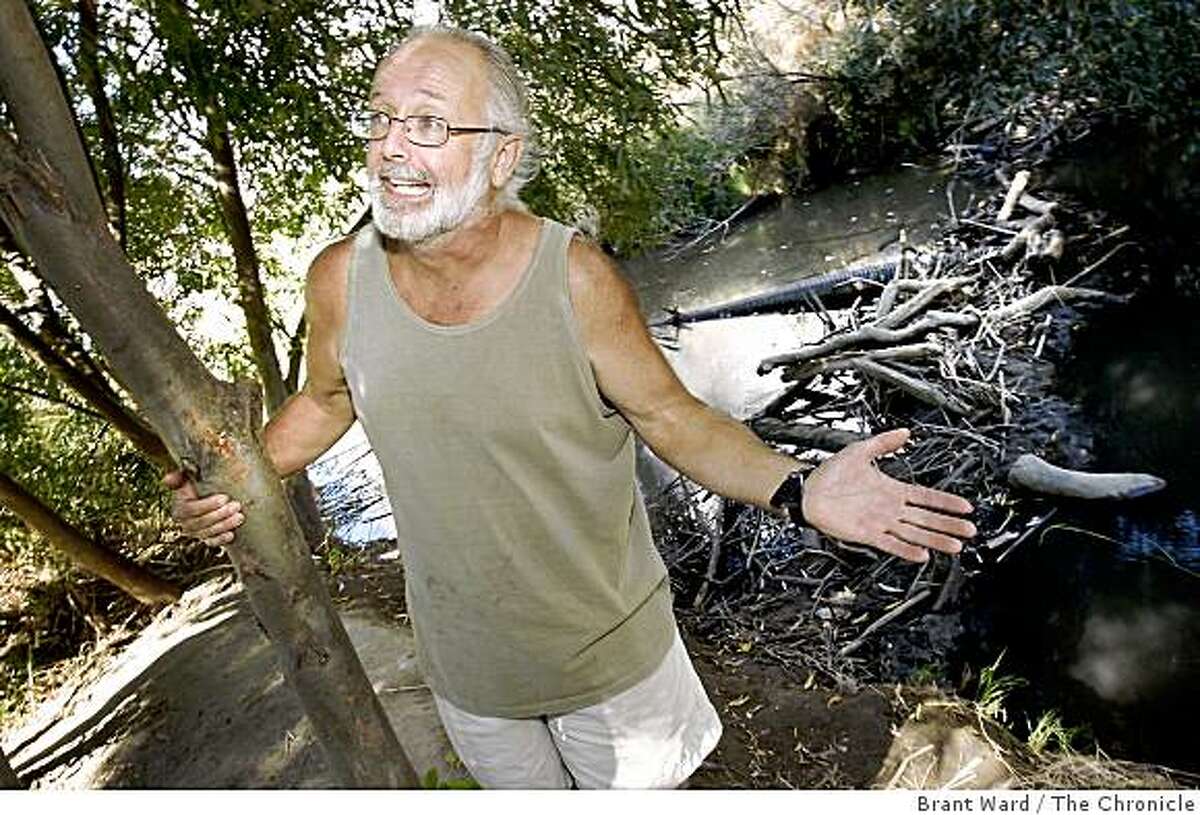 Martinez resident Jon Ridler has been pleading the beaver's case. Ridler recently spoke at the city council meetings. In the background is one of the beaver dams. As the Martinez city council begins to debate the future of the beaver population in Alhambra creek, citizens and property owners are lining up on both sides of the issue.