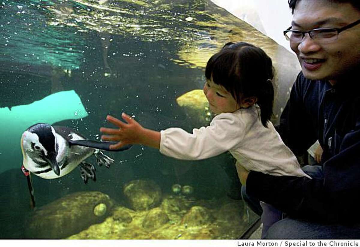 Estee Teo, age 2, and Ken Teo check out the very popular penguin exhibit at the California Academy of Sciences during the museum's opening day in San Francisco, Calif., on Saturday, September 27, 2006.