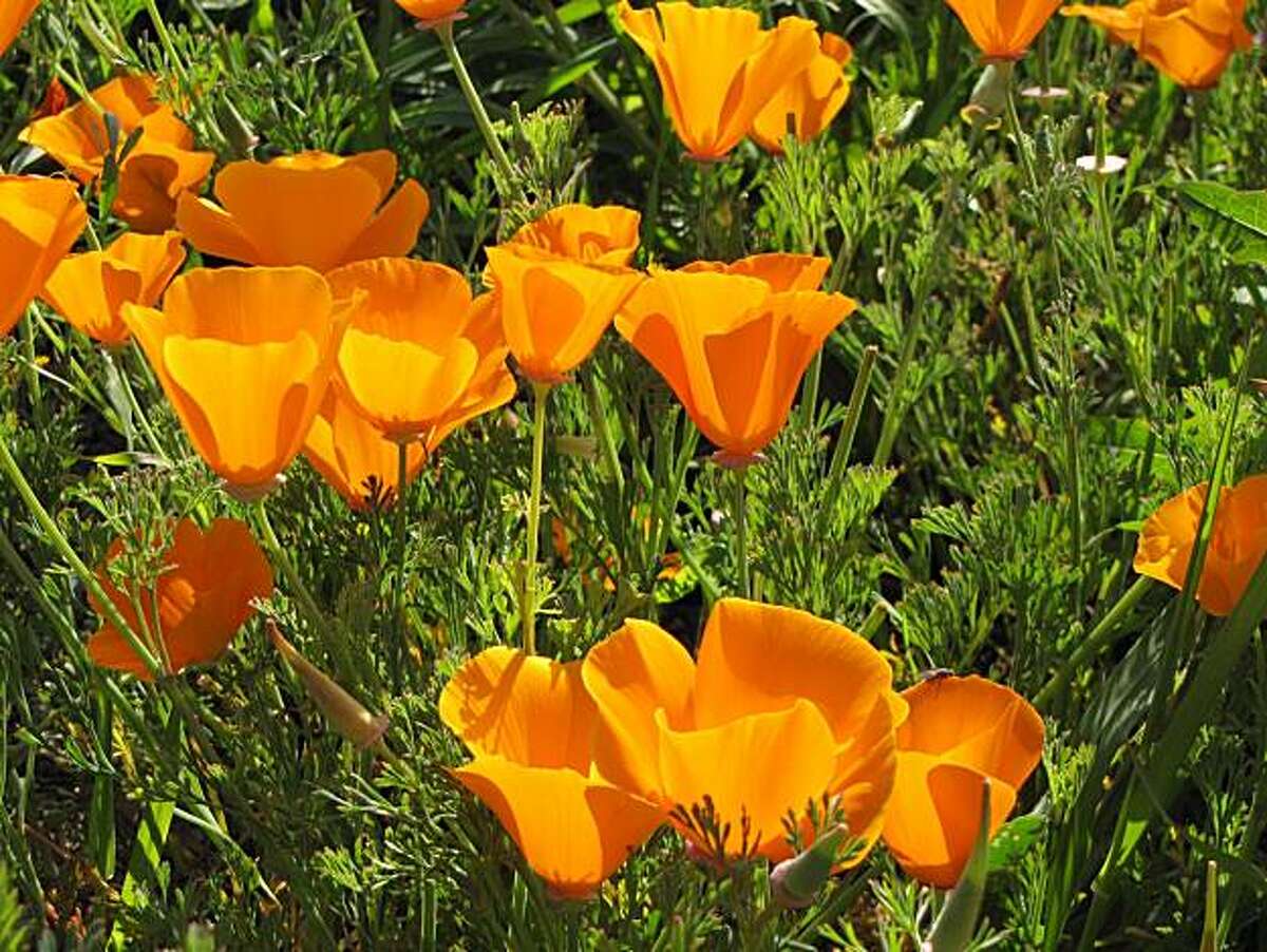 Mount Diablo State Park