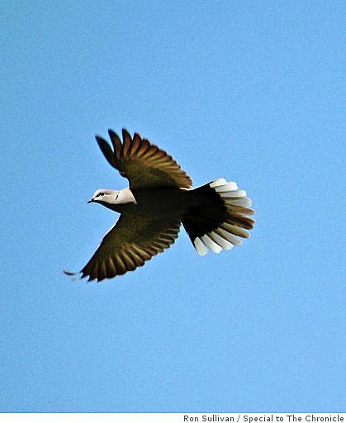 Eurasian collareddoves arrive in Bay Area