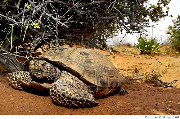 Protected status cold comfort to tortoises