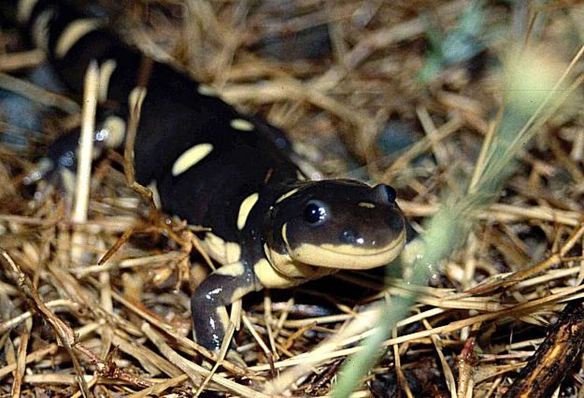 State: Tiger salamander a threatened species