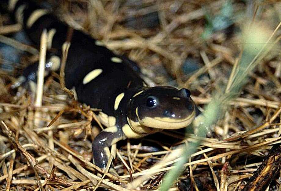 State: Tiger salamander a threatened species - SFGate