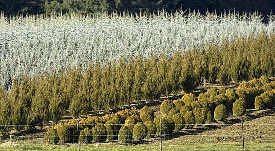 Oregon Nursery Industry Hits Historic Slump Sfgate Oregon Nursery Industry Hits Historic