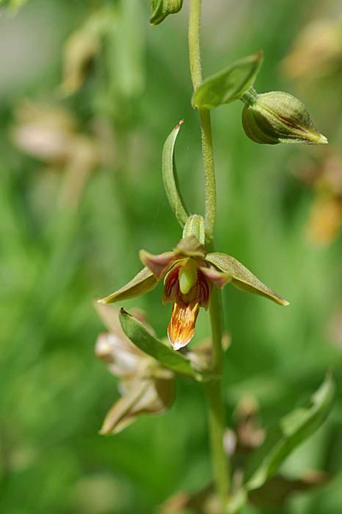 Seduction in the orchid world