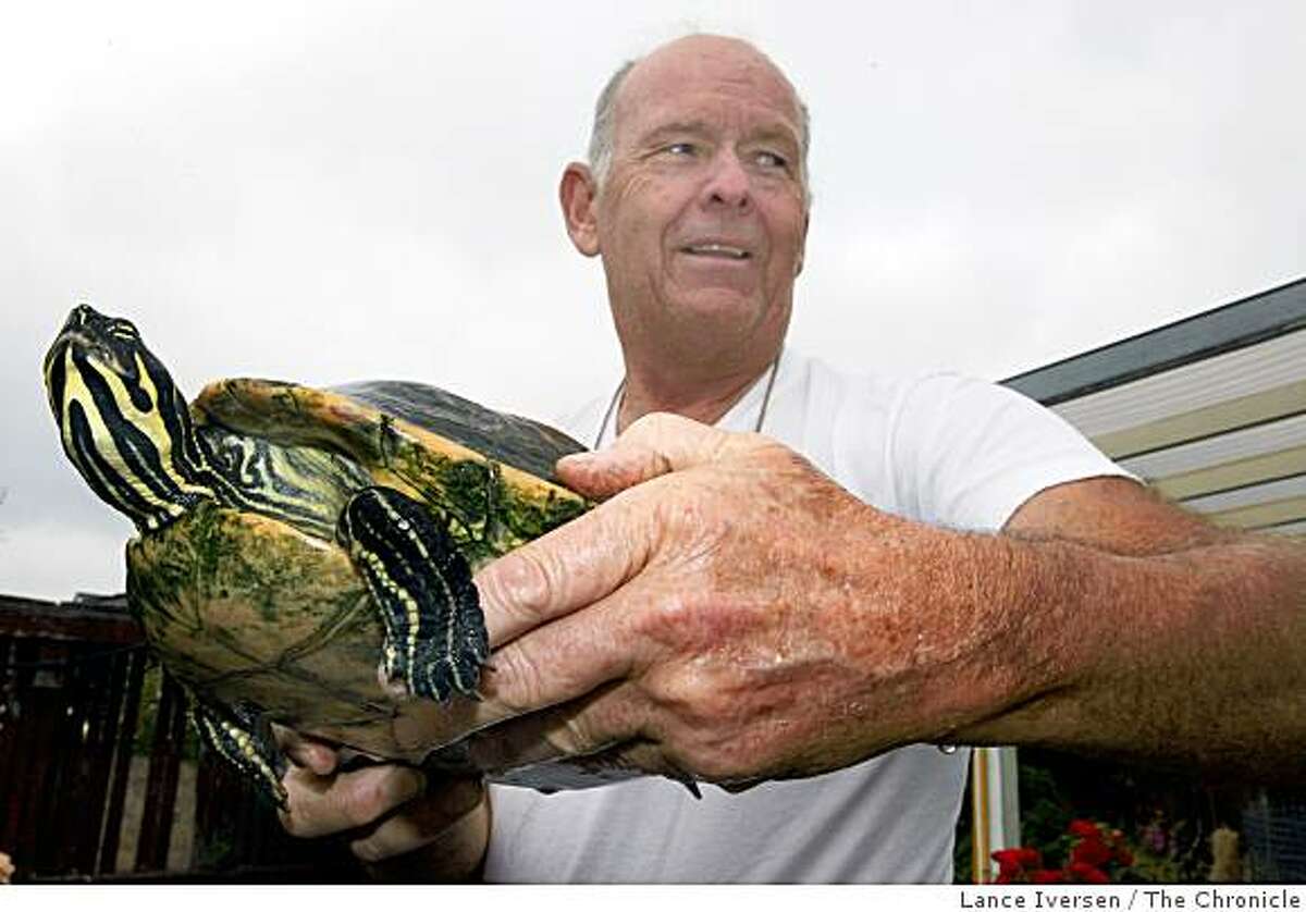 Tortoises find refuge at Castro Valley home