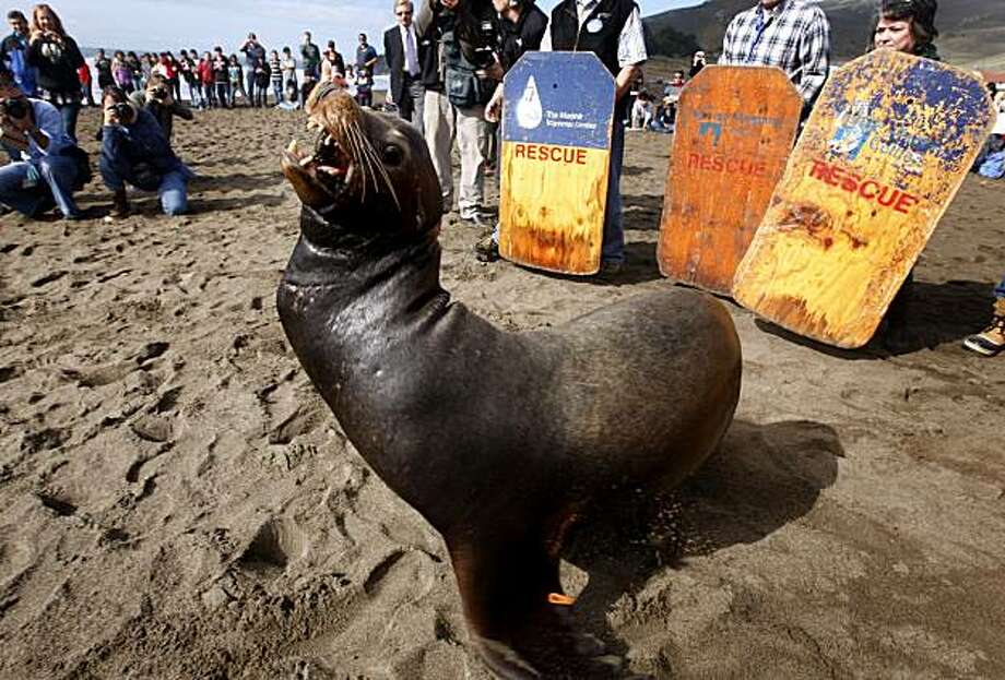 Rescued sea lion heads back out to sea - SFGate