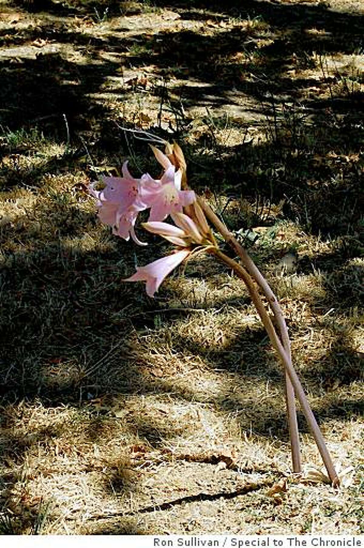 Amaryllis belladonna "Naked Ladies''