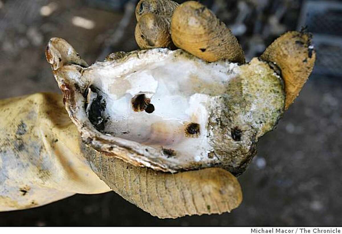 A worker holds the beginnings of an oyster at the Drake's Bay Oyster Farm along the Point Reyes National Seashore on Wednesday July 23, 2008. Photo by Michael Macor/ The Chronicle
