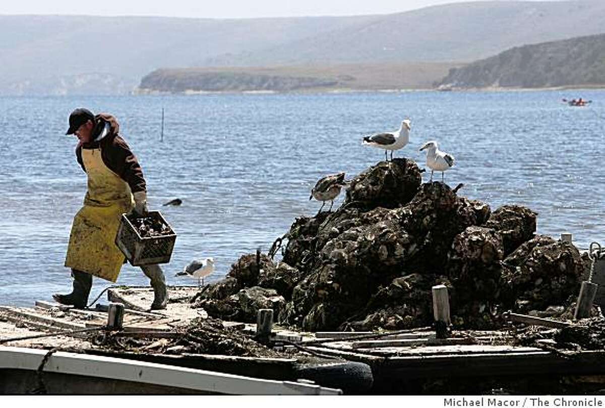 U.S. evicting Point Reyes oyster farmer
